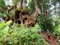 「緑の巨人」立山杉を訪ねて… 剱岳を見あげる中山を歩く＜富山県＞の画像007