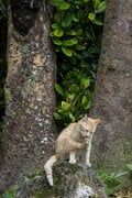 春雨の備瀬フクギ並木で出会った待ち猫たち【琉球島猫百景 vol.11　沖縄県本部町】の画像009