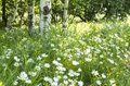 【上信越高原国立公園】復活と同時に大人気！！  “2つの滝の絶景” を楽しめる贅沢トレッキング「米子大瀑布」長野県須坂市・2023年の画像010