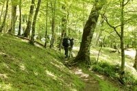「本当は教えたくない」気持ち良すぎる登山道！  日本百名山「八経ヶ岳」 ロング＆なだらか “トレイル風” テント泊コース