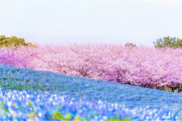 青の絶景！ 視界いっぱいに広がる圧巻「ネモフィラ絨毯」幻想的な景色