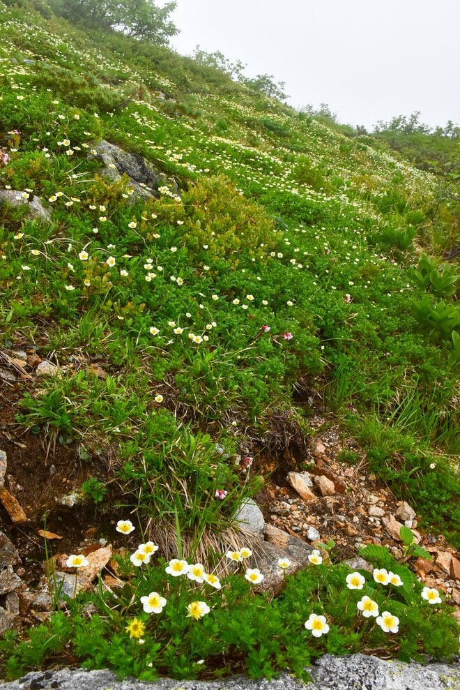 梅雨に逆戻り！？ 高山植物を愛でる山歩き！ ニッコウキスゲ咲き乱れる北アルプス・唐松岳〈長野県〉2022年の画像011