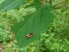 夏に見られる「動く落ち葉」の正体。驚くべき虫たちの隠れ身の術【あなたのすぐそばにいる「季節の虫」の探し方 vol.8】