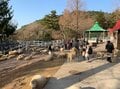 六甲山で「モコモコ羊たちとの極上ふれあい体験」この季節ならではの「ぬくぬくハイキング」幸せ体験の画像001