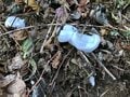 奇跡の現象「霜の花」がお出迎え！  初心者でも楽しめる静岡県「竜爪山ハイキング」山頂からの駿河湾と富士山の絶景とは？の画像004