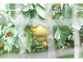 【アウトドア豆知識】＜梨の生産量の第3位は栃木で、第2位は茨城…気になる第1位は？＞「今が旬のフルーツ」美味しい“梨”は品種で選ぶのが近道です！の画像003