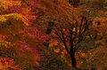 【3年連続全国No.1の紅葉スポット】「落ち葉の絨毯を狙うなら今でしょ！」鮮やかに染まるもみじ湖と“もみじのトンネル”《長野県・箕輪町》2022年の画像008