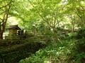 低山でも「360度パノラマ」絶景！  兵庫県丹波市「石金山」紅葉の名所「小新屋観音」から、清涼感あふれる「源流＆青もみじ」2時間ハイキングの画像013