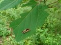 夏に見られる「動く落ち葉」の正体。驚くべき虫たちの隠れ身の術【あなたのすぐそばにいる「季節の虫」の探し方 vol.8】の画像008