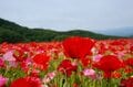 「天空のポピー」彩の国を彩る絶景はまさに楽園【埼玉県・東秩父村/皆野町/長瀞町】の画像006