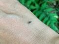 天然由来の虫除け効果に期待「焚き火の煙が蚊を遠ざける！？」信じるか信じないかは、あなた次第です【焚き火の話vol.23】の画像006