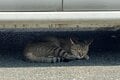 2.22（にゃんにゃんにゃんの日）「野生のヤマネコが暮らす、国境の島」へ【琉球島猫百景〈特別編〉長崎県・対馬】の画像010