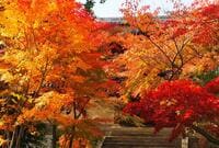 京都から電車で約10分！ 穴場の紅葉スポット「長岡京エリア」の名所「光明寺」＆「長岡天満宮」現地レポ！ 期間限定イベントも