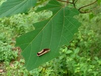 夏に見られる「動く落ち葉」の正体。驚くべき虫たちの隠れ身の術【あなたのすぐそばにいる「季節の虫」の探し方 vol.8】