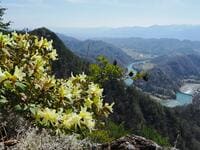 【信州の絶景低山「京ヶ倉」】4月は「ヒカゲツツジ」と「雪化粧の北アルプス」の限定コラボ！  “グランドキャニオン級” 犀川の展望を楽しむ春ハイキング