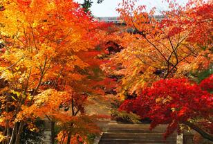 京都から電車で約10分！ 穴場の紅葉スポット「長岡京エリア」の名所「光明寺」＆「長岡天満宮」現地レポ！ 期間限定イベントも
