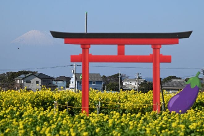 【花巡り】ひと足先に春を満喫！ 16万本の菜の花とドドーンと聳える雪の富士山「冬の暖かい日差しを浴びて楽しめる好展望の名所2選」 今年の運勢はいかに   神奈川県｜2026年の画像011