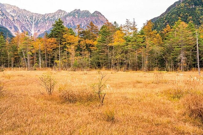 【富士山の次に登る山 vol.2】登山の魅力はムゲン大「美林を楽しむ山歩き」 上高地・甲武信岳・北八ヶ岳の画像005