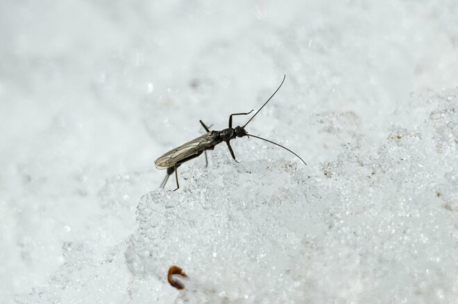 【渓流釣り】待望の解禁日 「異常な雪の少なさ！  いきなり尺一寸イワナが登場」 白馬・小谷｜2026年3月1日の画像003