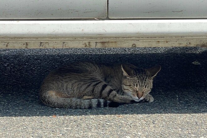 2.22（にゃんにゃんにゃんの日）「野生のヤマネコが暮らす、国境の島」へ【琉球島猫百景〈特別編〉長崎県・対馬】の画像010