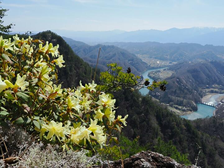 【信州の絶景低山「京ヶ倉」】4月は「ヒカゲツツジ」と「雪化粧の北アルプス」の限定コラボ！  “グランドキャニオン級” 犀川の展望を楽しむ春ハイキング 