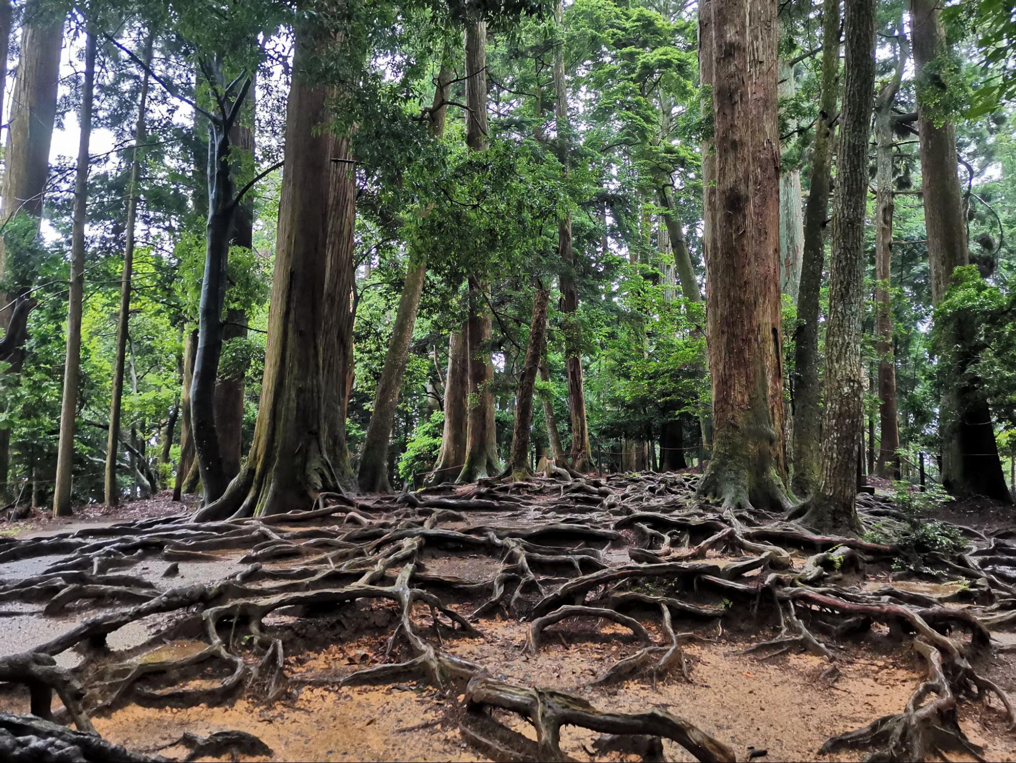 雨の日だけの絶景! 霧けぶる幻想「鞍馬寺」独り占め登山&人気パワースポット「京都・貴船神社」散策レポ|トラベル|ニュース|BRAVO MOUNTAIN