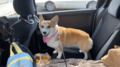 「車中泊」がペット連れ旅行に最適である理由！  愛犬と一緒に楽しむための注意点と「トイレ問題」解決策の画像001