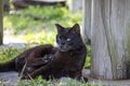 「さくらねこ」を知っていますか？　3月22日は「さくらねこの日」です【琉球島猫百景 vol.07】の画像006