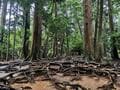 雨の日だけの絶景！ 霧けぶる幻想「鞍馬寺」独り占め登山＆人気パワースポット「京都・貴船神社」散策レポの画像001