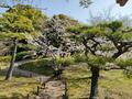 「桜と海」絶景の「瀬戸内コラボ」スポット多数！　香川県「お花見ハイキング」四国移住6年目ライター厳選「庭園・山頂・高台」3つの名所の画像011