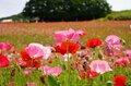 「天空のポピー」彩の国を彩る絶景はまさに楽園【埼玉県・東秩父村/皆野町/長瀞町】の画像012