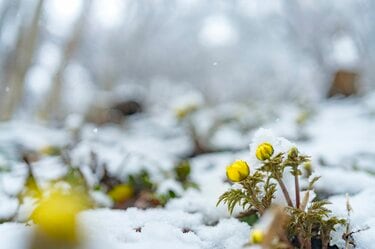 雪のなかじっと春を待つ黄色い妖精！ 「幸せを招く」フクジュソウの