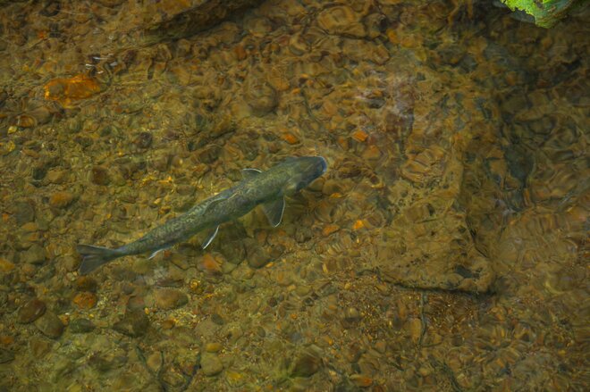 【登山】紅葉の当たり年！「色づきはこれからピークへ」  百名山 “雨飾山” の頬を赤らめる女神の横顔　長野県／新潟県 2025年の画像003
