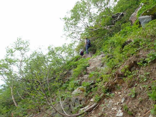 【花の百名山】固有種の花を見るために、林道ゲートオープンと共に夕張岳へ！  2025年・北海道の画像004