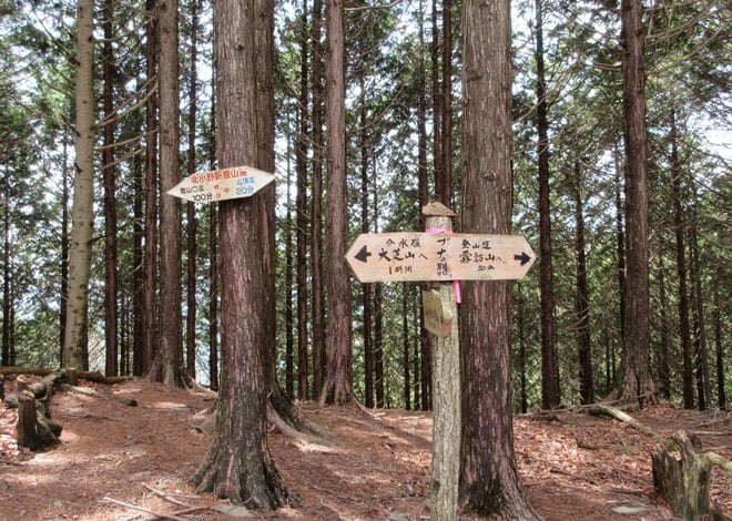 長野県『信州の里山・総選挙！冬山編』第1位！「霧訪山」は春から初夏にはカタクリやニリンソウの群生 “お花畑トレッキング” がおすすめ【塩尻市・辰野町】の画像010