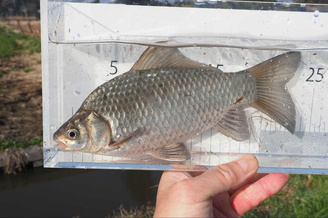 尺越え「乗っ込みマブナ」に歓喜！ 釣果のカギは「ホソ選び」と「アピール力」と「聞き込み」！？ 春の「霞ヶ浦」釣行レポの画像008