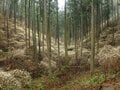 明るく輝くトレイルを歩こう！ ミツマタの花咲く焼森山と鶏足山へ【お花見ハイキング】栃木県・茨城県の画像004