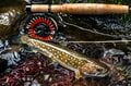 【渓流釣り】まるで宝石のように美しい渓流魚！  北の大地でオショロコマに出会う  北海道・2024年の画像006
