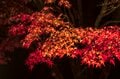 【3年連続全国No.1の紅葉スポット】「落ち葉の絨毯を狙うなら今でしょ！」鮮やかに染まるもみじ湖と“もみじのトンネル”《長野県・箕輪町》2022年の画像007
