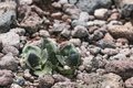 本州では2ヵ所だけ！ 希少な高山植物・九十九草（ツクモグサ）に会いに行く山登り 横岳【八ヶ岳】2023年の画像005