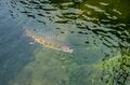 本州で釣れるのは日光・湯川だけ！「フライフィッシングの聖地」で狙うブルックトラウトの画像013
