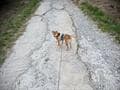 【愛犬と登山を楽しみたい】目標「岩木山」前に軽く練習のつもりが「まさか…」 中高年・犬と一緒の山歩きで気を付けたいこと「実体験レポ」の画像001