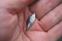 世界最小の釣り「タナゴの新子」実釣！  霞ヶ浦・ベテランオジイと「60分1本勝負」でわかった、一人前の目安「一円玉サイズ」釣るためのワザとは！？