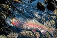 【渓流釣り】1本目からいきなり大物！ 「スリリングなやり取りに一喜一憂の渓流は、一年中釣り可能」 “芝川 特別区キャッチ＆リリース区間”  静岡県富士宮市2024年