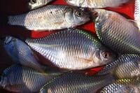 「春間近のタナゴ釣り」水中カメラが捉えた意外な結果！ 穏やかな水路＆川底を急変させた“春のきざし”とは？【茨城・牛久水郷】