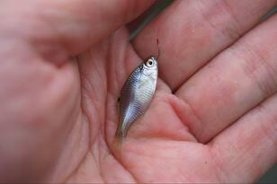 世界最小の釣り「タナゴの新子」実釣！  霞ヶ浦・ベテランオジイと「60分1本勝負」でわかった、一人前の目安「一円玉サイズ」釣るためのワザとは！？