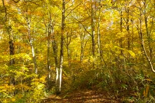 【紅葉＆登山】一面が黄色に染まるブナの原生林！ 紅葉真っ盛り！ 錦秋のトレイルを歩く中西山トレッキング 長野県長野市鬼無里・2023年