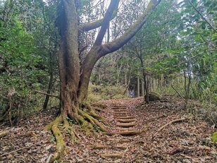 正月「モチ太り」解消！ 北摂の古道八差路「才ノ神峠」から約30分で登れる標高564mの三草山「登山ルポ」