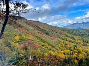生態系の一部としての登山道は作れるか？  自然から学ぶ「新しい道」の作り方【100年先までつなぐ、大雪山の自然と登山道 vol.2】