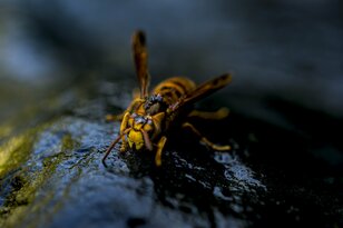 “職業柄よく出会います” 生活圏にも潜む！ 身近な危険生物「クマの被害が多いですがスズメバチにもご用心を」2023年・秋